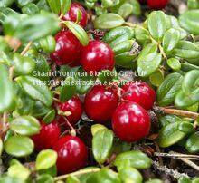 Uva Ursi Extract Arbutin 98% HPLC, Arbutin, α-Arbutin, Bearberry extract, Vaccinium Myrtillus Leaf Extract