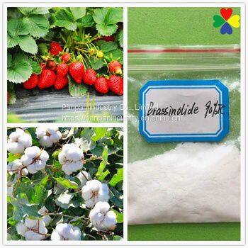 Agriculture Plant Growth Regulator Natural Pesticide Brassinolide 90%tc photo-3