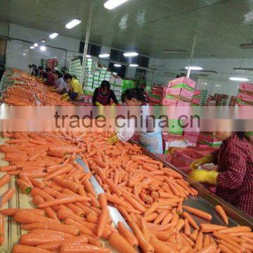 Carrot Price photo-6