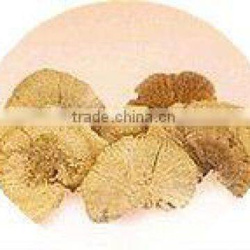 Sponge mushroom