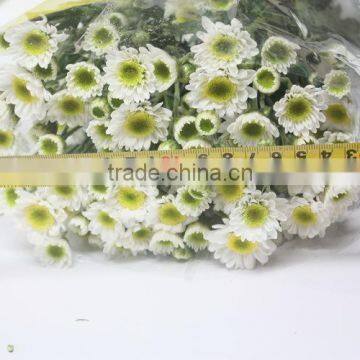Various Top Sell Chrysanthemum Flower From China