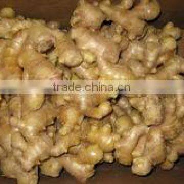 new crop dried ginger