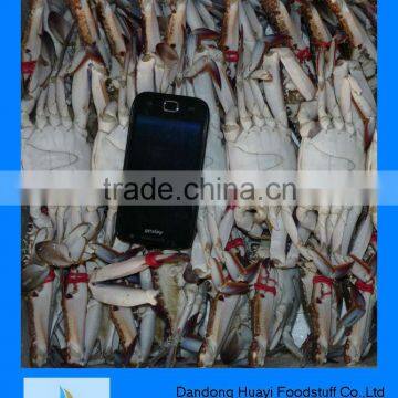 frozen crab
