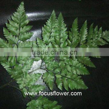 Fresh Cut Flower Buyer Fern Fresh Cut From Kunming Flower Exporter Fresh Cut Fern photo-5