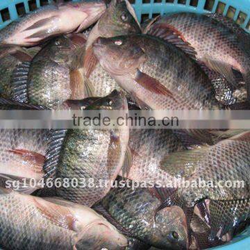 TILAPIA GS