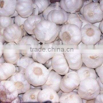 Fresh Pure White Garlic