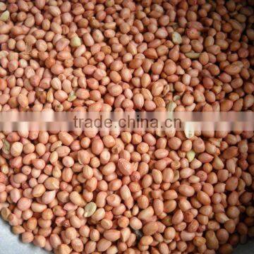 Groundnut