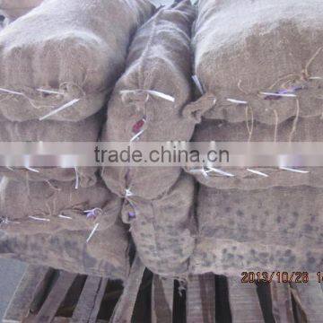 Fresh Chestnut 2015 Crop photo-3