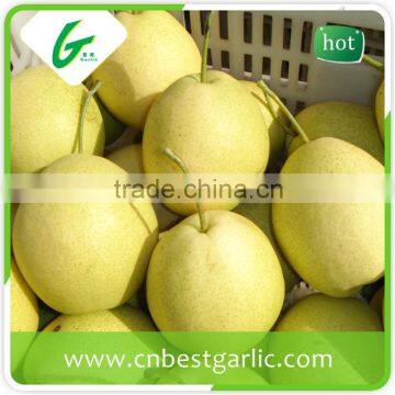 18kg fresh shandong pear