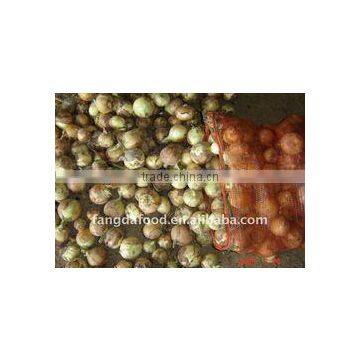Supply YELLOW ONIONS new harvest