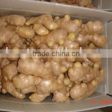 Chinese cheaper fresh ginger