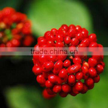 100% Natural Ginseng Berry Extract