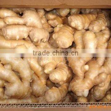 2013 chinese mature ginger