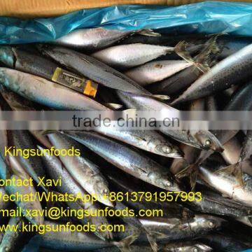 Whole Sale New Coming Pacific/Chub Frozen Mackerel