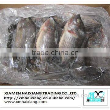 Frozen tilapia fish buyer