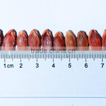 Hot Sale Chinese Melon Seeds Watermelon Seed Nut photo-2