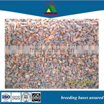 China Canary Bird Pet Food Dried Fruit Raisin