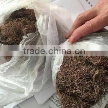 Sell Gracilaria Seaweeds photo-3