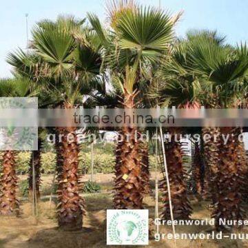 Washingtonia robusta export