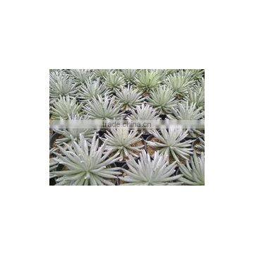 succulent plant Senecio Scaposus