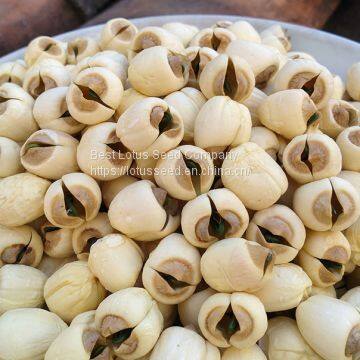 Lotus Seed Lotus Nut Lotus Kernel Dried Handmade White Lotus Seed With Core Plumule photo-3