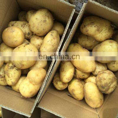 Hot Sale Many Sizes Fresh Potato For Sale photo-3