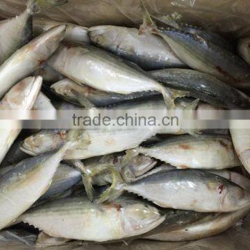 indian mackerel frozen mackerel for sale