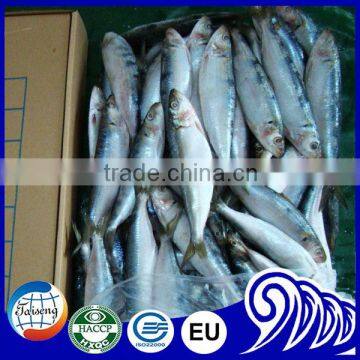 Cheap price frozen sardine with high quality