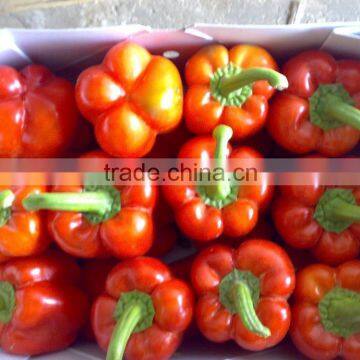 Fresh Pepper
