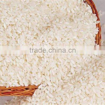 round grain white rice 5 broken / indian rice bulks