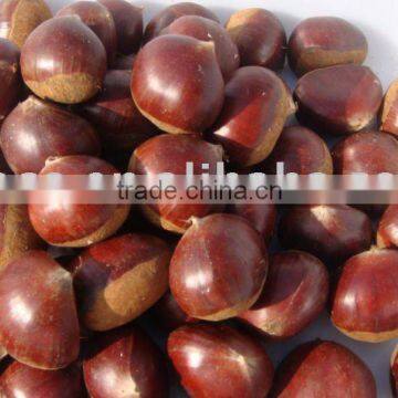 fresh chestnut 2015 crop