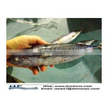 Frozen Bonito tuna Fish Big Size