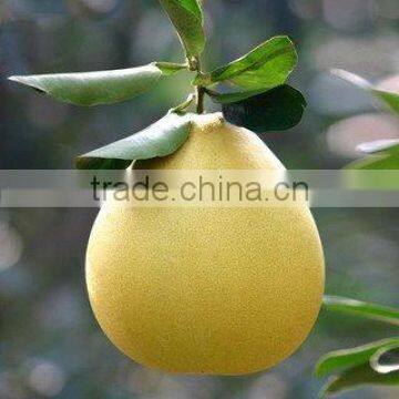 honey pomelo