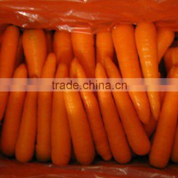 New Fresh Carrot From China