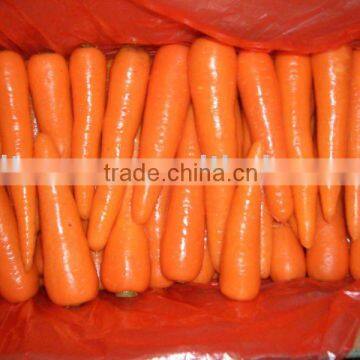 XIAMEN fresh red carrot