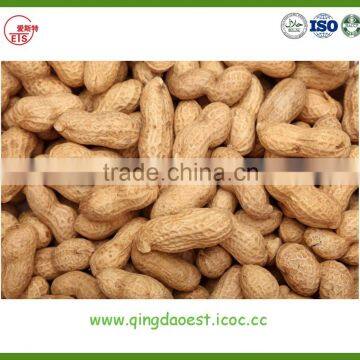 Peanut in Shell photo-4