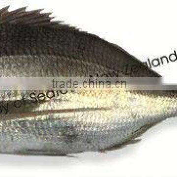 Sashimi Grade New Zealand Terakihi