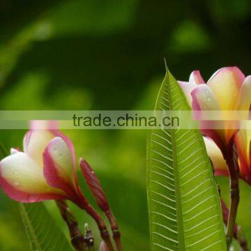 Multi-color Plumeria Rubra 'Tricolor'
