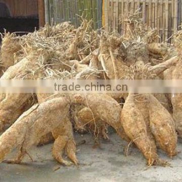 Hot Sale Kudzu Root Extract Powder