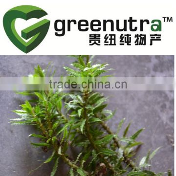 Lycopodium serratum extract