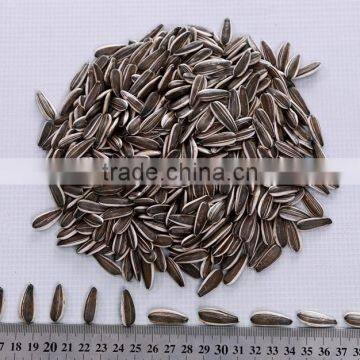 2014 Black Sunflower Seeds 5009 photo-4