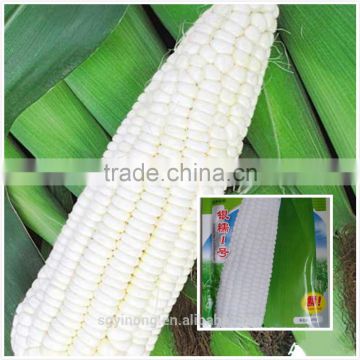 High yield super anti virus disease white waxy maize corn White corn F1