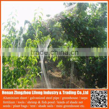 Best Anti Pigeon Hdpe Netting , Anti Bird Protection Net , Plastic PE Anti Bird Netting photo-3