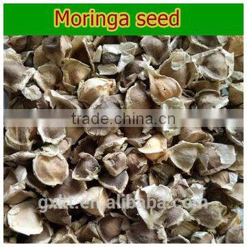 High Quality Dry Moringa Seed 1000g photo-4