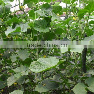 Liquid Bio Fulvic Acid Seaweed Concentrate Fertilizer