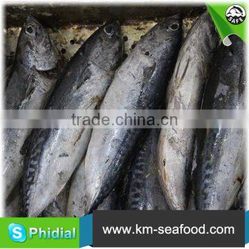 Carton or Woven Bag Packed Fat Content 16%-18% Cleaned Bonito photo-5