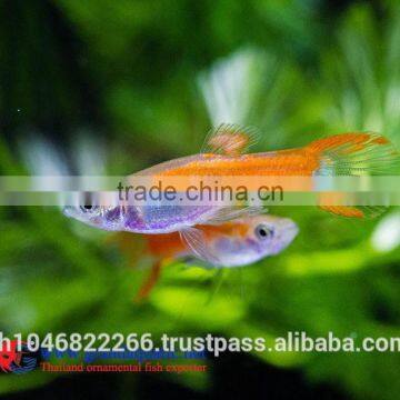 Endler Guppy Fish / Guppy Fish for Sale photo-6