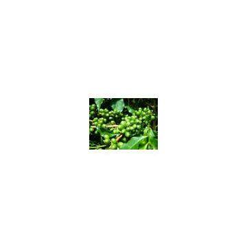 pure green coffee bean extract