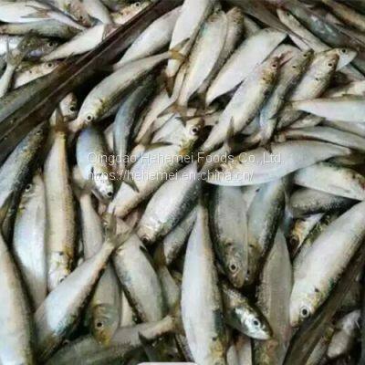 Sardine Fish Export Frozen Sardine Fish Whole Round Frozen Sardine Fish photo-5
