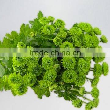 Beautiful Crazy Selling fresh little green chrysanthemum